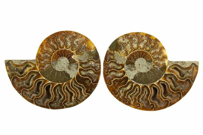 Cut & Polished, Agatized Ammonite Fossil - Madagascar #310720